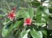 fejchoa - květy