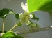 A.arguta - samičí květy