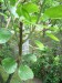 A.chinensis - roub Ashoka