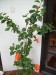 Ibišek čínský - oranžový 2007.JPG